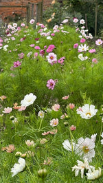 Cosmos In Variety