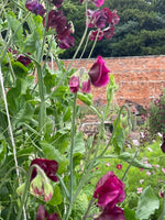 Sweet Pea - Various