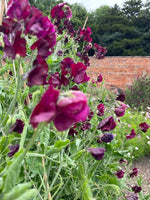 Sweet Pea - Various