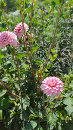 Dahlias - Pink