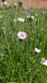 Cornflower