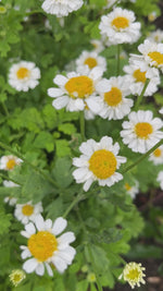 Feverfew