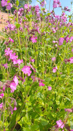 Red Campion (Pink)
