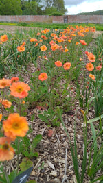 Geum - In Variety