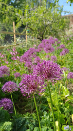 Allium - In Variety