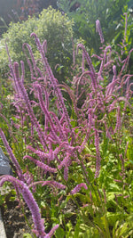 Limonium Pink Pokers