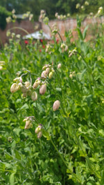 Bladder Campion