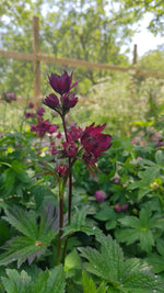 Astrantia - In Variety