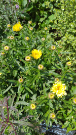 Leucanthemum 'Gold Finch'
