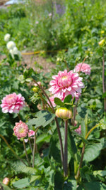 Dahlias - Pink