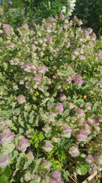 Ornamental Oregano