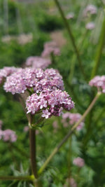Valeriana