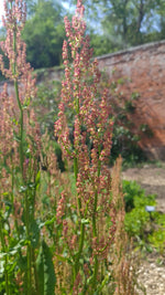 Sorrel