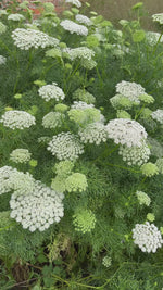 Ammi
