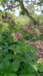 Astrantia - In Variety