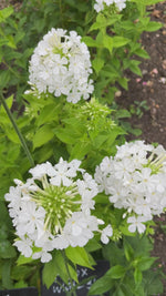 Phlox - White