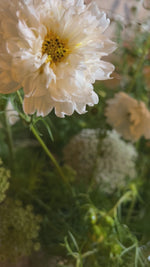 The Home Florists Pail